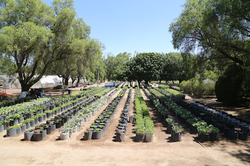 AUTOPRODUCCIÓN DE ALIMENTOS, ESTRATEGIA DE DIF ESTATAL PARA MEJORAR LA ALIMENTACIÓN EN FAMILIA