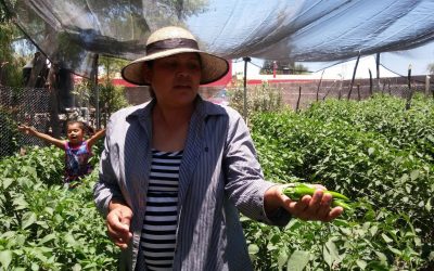 CARRETERA VALLES-TAMAZUNCHALE CONTRIBUYE AL FOMENTO DEL COMERCIO AGROPECUARIO