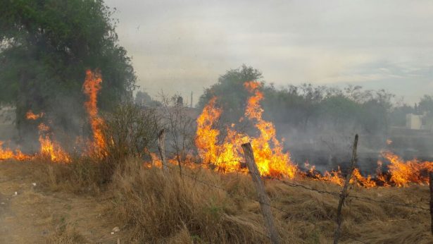 INCENDIO FORESTAL EN RIOVERDE CONTROLADO AL 75%