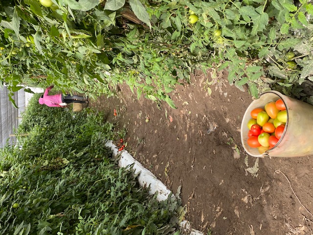 10 MILLONES DE TONELADAS DE PRODUCTOS AGRÍCOLAS SE PRODUCEN EN SAN LUIS POTOSÍ.
