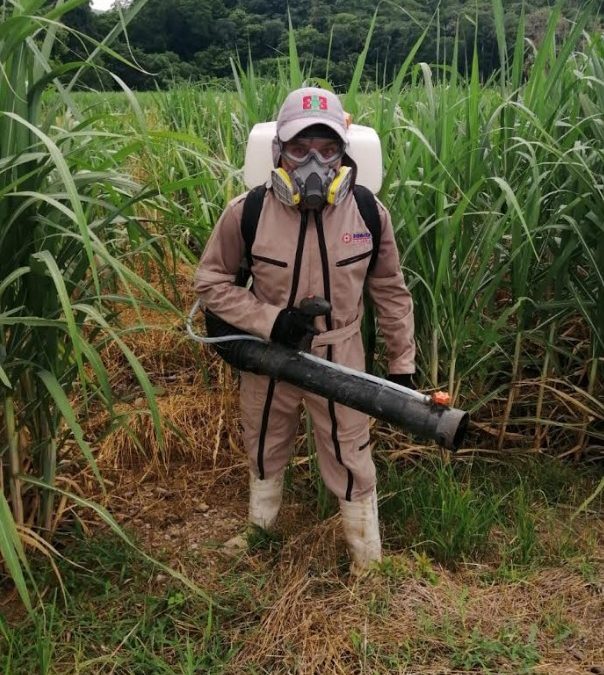 APLICACIÓN DE CONTROL QUÍMICO HA EVITADO DAÑOS POR PLAGA DE LANGOSTA EN MÁS DE 10 MIL HECTÁREAS.