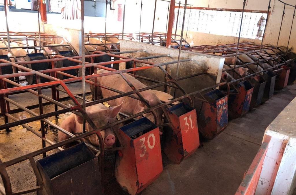 AUMENTÓ EL VALOR DE LA CARNE DE PORCINO MÁS DE MIL MDP EN SLP