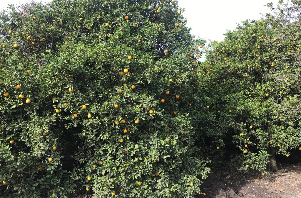 ESTATUS EN SANIDAD VEGETAL AUMENTA VALOR DE NARANJA EN LA ZONA MEDIA DE SLP