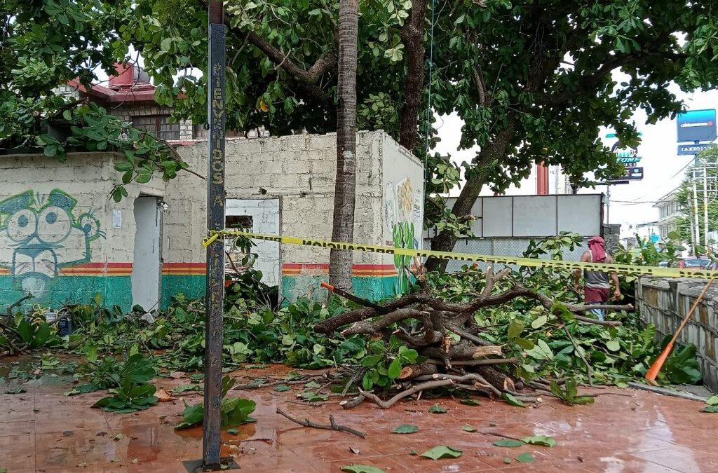 Comienzan con la tala de 3 árboles emblemáticos en la calle Juárez