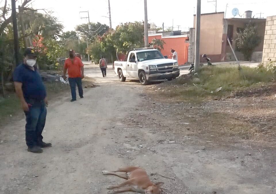Se pronuncia Ayuntamiento con cero tolerancia hacia el maltrato animal