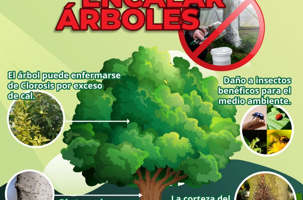 RECOMIENDA ECOLOGÍA NO ENCALAR ÁRBOLES