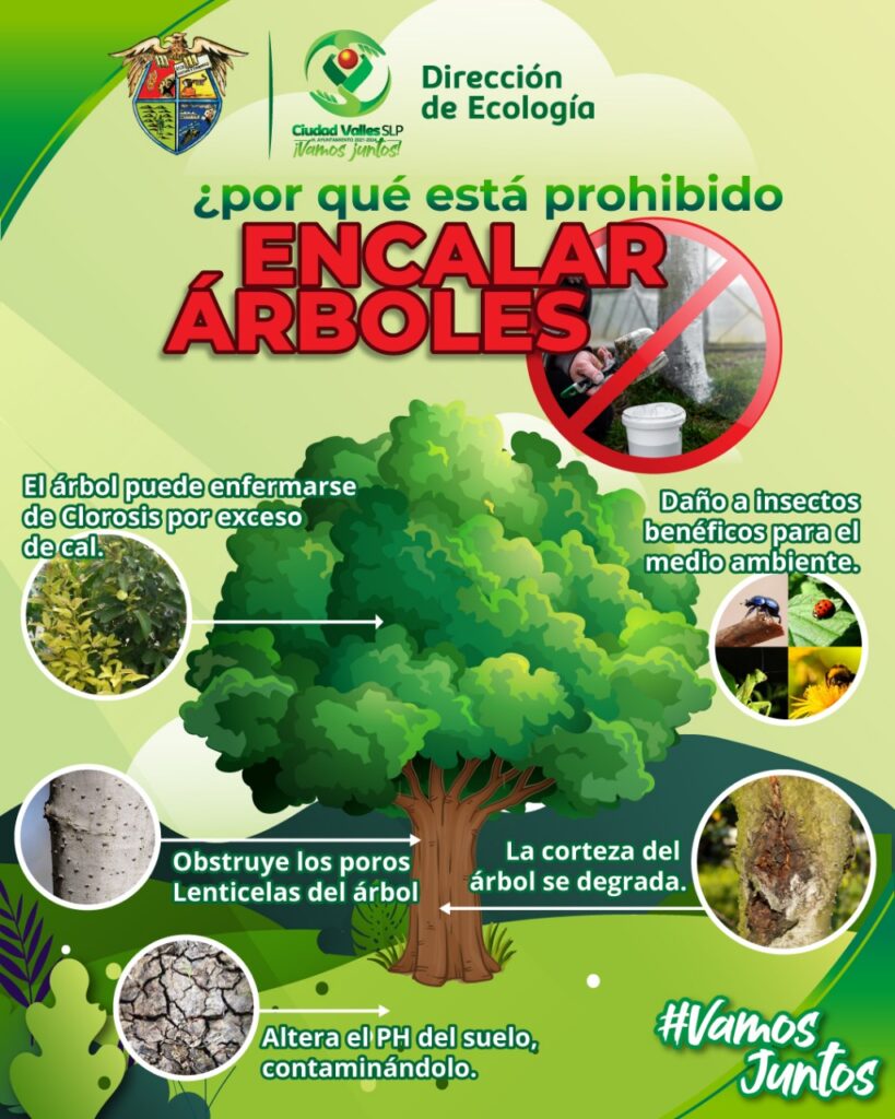 RECOMIENDA ECOLOGÍA NO ENCALAR ÁRBOLES - Altervision