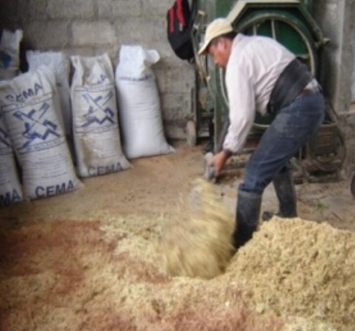 DESARROLLO AGROPECUARIO INVITA A GANADEROS A IMPLEMENTAR FORRAJE A BASE DE CAÑA DE AZÚCAR