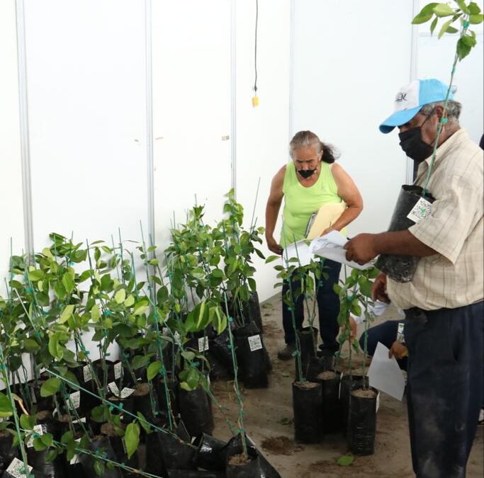 PROMUEVEN FENAPO, SEGAM Y TANGAMANGA REFORESTACIÓN
