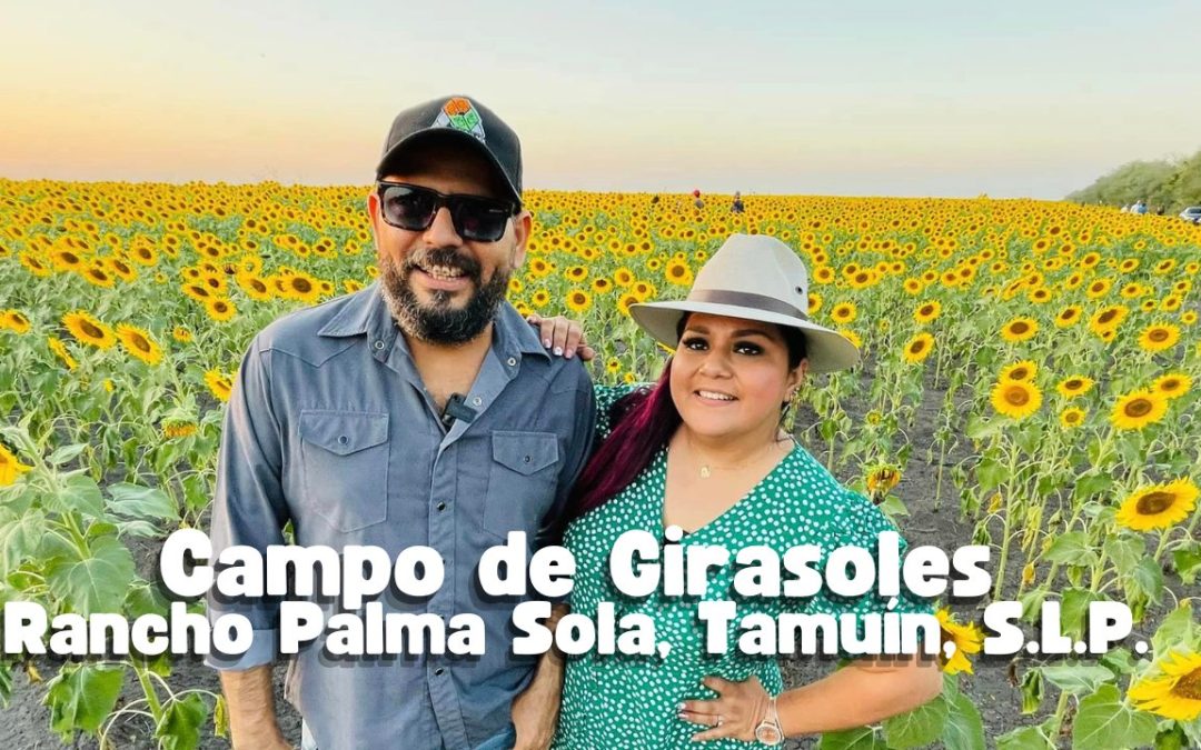 Campo de girasoles rancho Palma Sola, Tamuín, S.L.P.