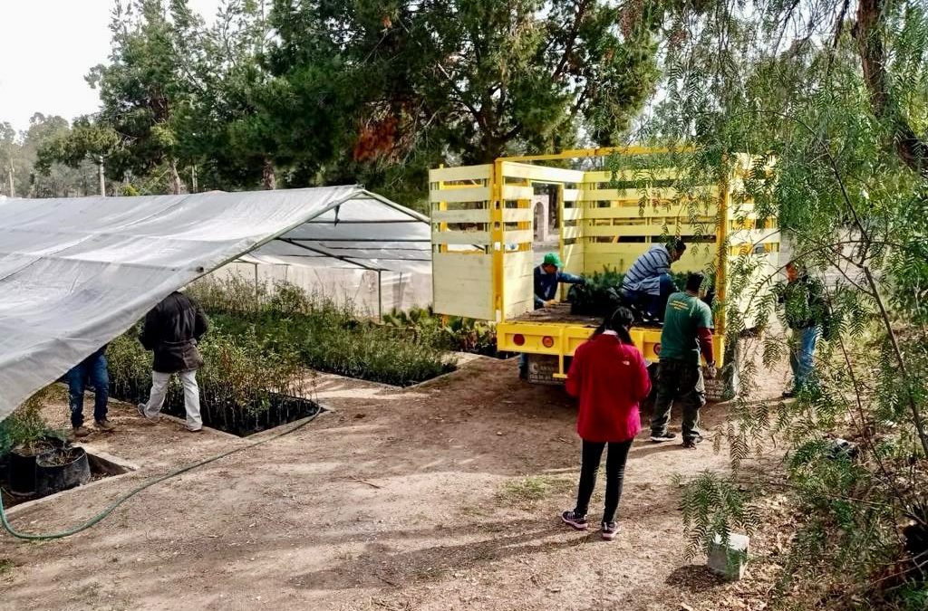 ENTREGA GOBIERNO 200 MIL ARBOLITOS PARA LA SIERRA DE SAN MIGUELITO