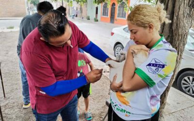 EL ESTADO REALIZÓ MÁS DE 20 MIL ESTERILIZACIONES DE PERROS Y GATOS EN 2024