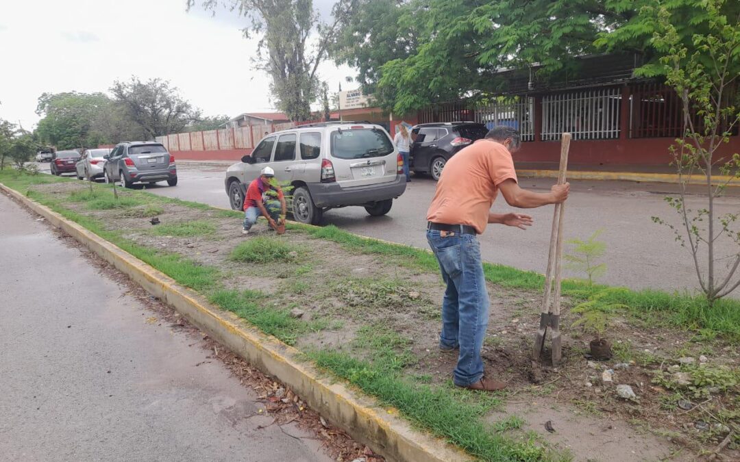 AVANZA PROGRAMA DE REFORESTACIÓN EN ÁREAS VERDES DEL MUNICIPIO DE TAMUÍN