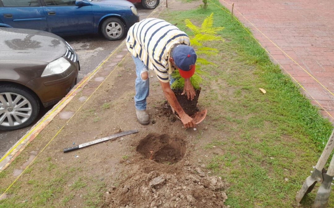 EL GOBIERNO DE TAMUÍN INICIÓ REFORESTACIÓN DE LA PLAZA DE LA AMISTAD COMO MEDIDA DE PRESERVACIÓN DEL MEDIO AMBIENTE