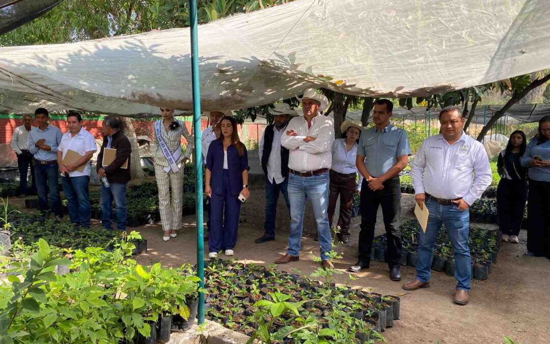 AVANZA PRODUCCIÓN DE CAFÉ DE ALTA CALIDAD EN LA HUASTECA