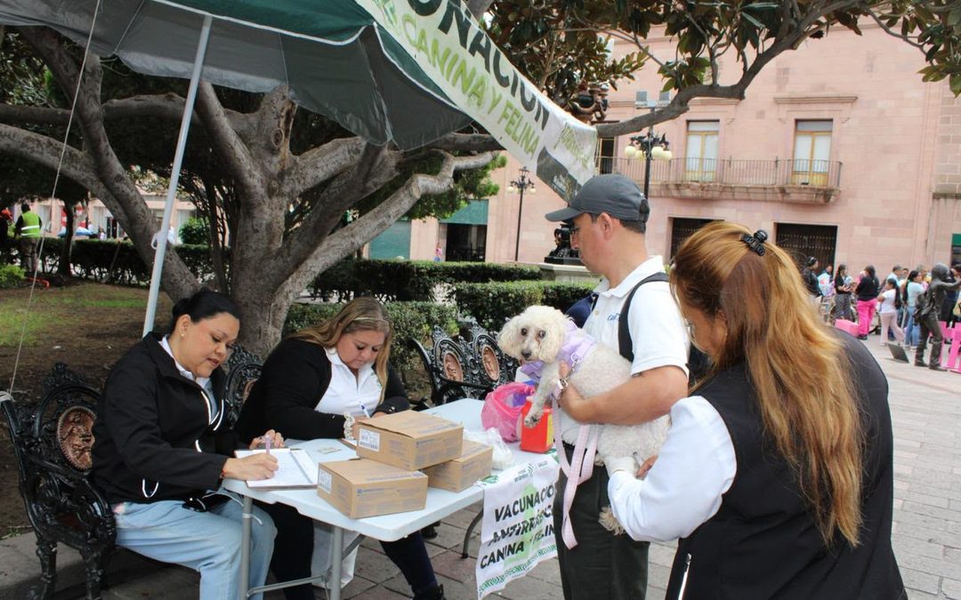 MEGA JORNADA GRATUITA REALIZA 275 ESTERILIZACIONES DE PERROS Y GATOS EN SAN LUIS POTOSÍ